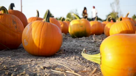 Outdoor-Field-On-A-Sunny-Day-With-Orange-Pumpkins-For-Halloween-Decoration---Pumpkin-Patch
