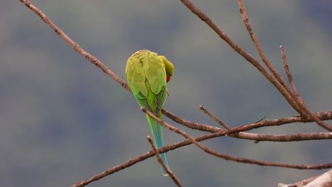 Papagei-Im-Baum-Mp4-4k-..