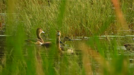 whistling-duck-chicks-in-pond-UHD-MP4-4k-