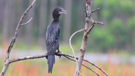 Cormorant-in-tree-4k-video.