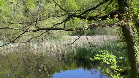 A-quiet-scene-at-a-small-pool-in-woodland,-England,-UK