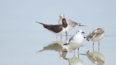 seagulls-on-shallow-water-at-beach-with-disturbed-black-skimmer-in-backgrounf