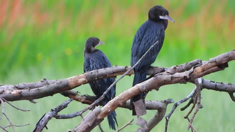 cormorant-chilling-on-tree-.