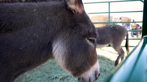 Close-up-of-brown-donkey's-in-enclosure-at-a-petting-zoo