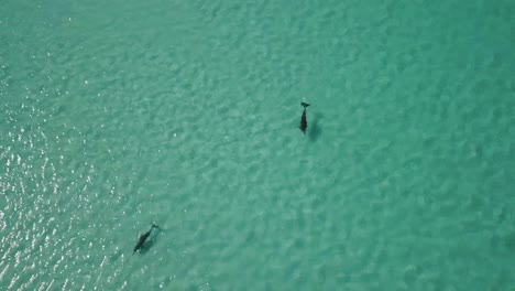 Dos-Delfines-Nadando-En-Aguas-Poco-Profundas-Del-Océano-índico-Cerca-De-La-Costa-De-Australia-Occidental-Durante-Un-Día-Muy-Soleado-Y-Caluroso