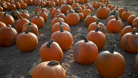 Plump-ripe-pumpkins-ready-for-Halloween---tilt-down-pan