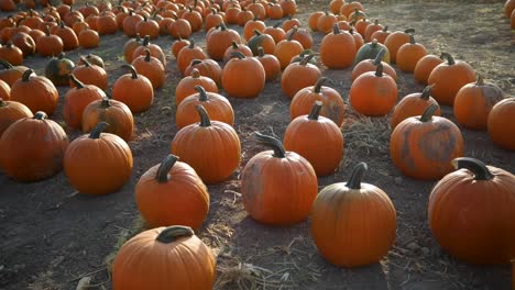 Pumpkin-Patch---Orange-Pumpkins-Lies-On-The-Field-During-Autumn-Season-In-Utah,-USA