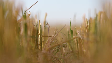 Blowing-crops-in-North-Dakota-plains