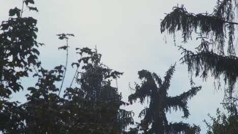 Silhouette-of-crow-taking-off-from-treetop-of-conifer-tree,-flying-away-over-forest-on-a-cloudy-day