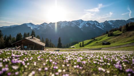 Alpine-meadow-with-wooden-huts-and-flowers-during-the-sunset
