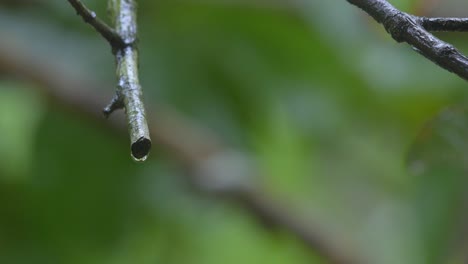 Baumessenz-Heilwassertropfen-Regen