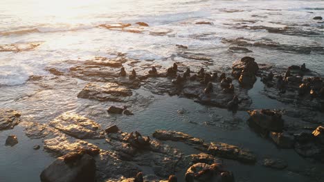 Beautiful-aerial-view-of-a-sea-lions-island-resting-on-rocks-at-dawn,-Torres,-Rio-Grande-do-Sul,-Brazil
