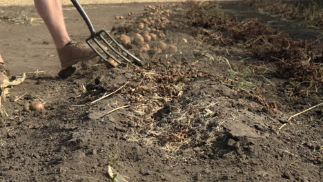 Farmer-Digging-The-Soil-And-Harvesting-Organic-Potatoes-During-Harvest-Season-In-Saskatchewan,-Canada