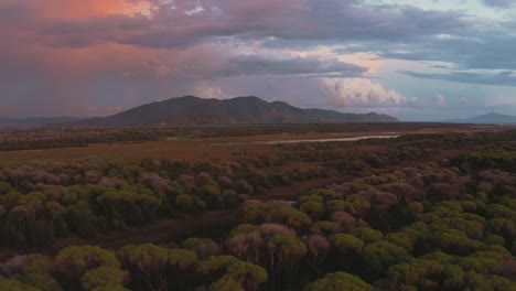 Beautiful-aerial-anamorphic-cinema-footage-of-pine-tree-forest,-the-sea-and-Monte-Argentario-in-the-iconic-Maremma-nature-park-close-in-Tuscany,-Italy-with-dramatic-clouds-covering-the-sky-at-sunset