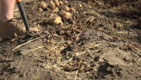 Bauer-Mit-Grabgabel,-Der-An-Einem-Sonnigen-Tag-In-Saskatchewan,-Kanada,-Bio-Kartoffeln-Auf-Dem-Feld-Erntet