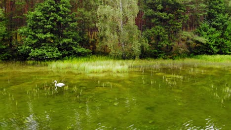 White-Swan-Swimming-On-The-Pond-With-Crystal-Clear-Water-In-Pradzonka,-Bytow-County,-Poland---panning-shot