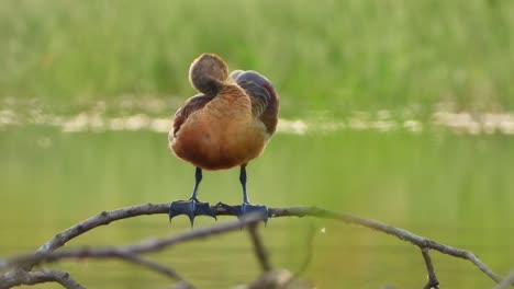 whistling-duck-chilling-on-pond-