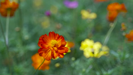 Nahaufnahme-Einer-Schönen-Orangefarbenen-Blume,-Die-Langsam-Im-Wind-Vor-Dem-Verschwommenen-Hintergrund-Unseres-Blumenfeldes-Weht