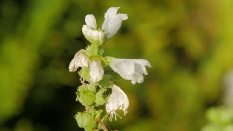 Weiße-Blüten-Einer-Gehorsamen-Pflanze