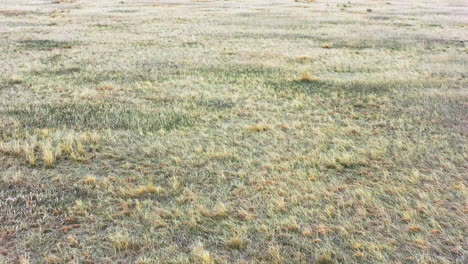 Aerial-Drone-Footage-of-Dead-Grass-Field-Flying-Slowly-Close-To-The-Ground-in-Searching-Motion
