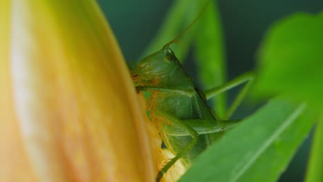 Grasshopper-Eating-The-Petals-Of-A-Yellow-Flower-In-The-Garden