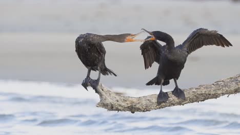 two-angry-cormorants-fighting-with-on-another-on-beach-log-in-slow-motion
