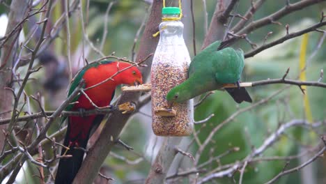 A-beautiful-pair-of-King-parrots-feeding-from-a-backyard-bird-feeder