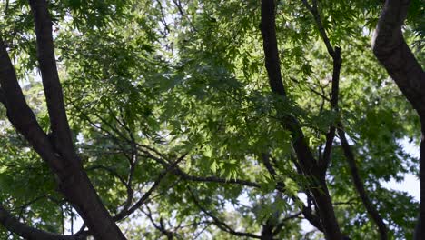 Nahaufnahmerahmen,-Der-Japanischen-Ahornblattbaum-Mit-Grünen-Blättern-Im-Sommer-Füllt