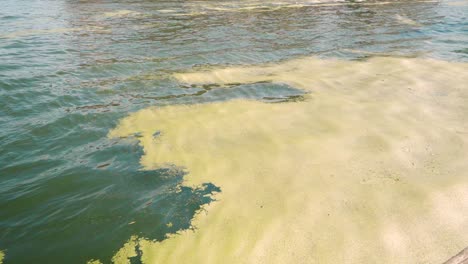 Schmutzige-Wasseroberfläche-Bedeckt-Mit-Grünalgen-Auf-Kleinem-See-Oder-Teich