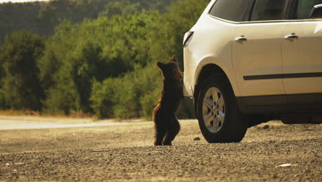 Curious-Bear-Cub-Interaction-with-Human-Vehicle-on-California-Road,-Static