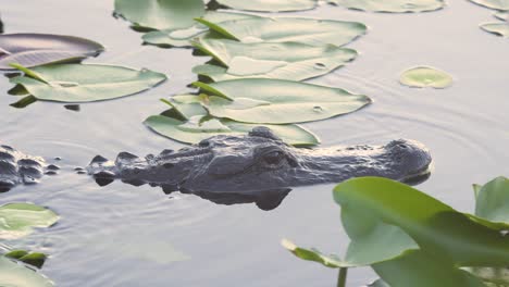 Alligator-Schwimmt-Langsam-Durch-Spritzdock-Seerosenblätter-Im-Teichwasser