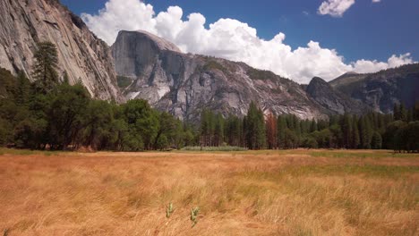 Rising-shot-from-wild-grass-stalks-to-Half-Dome-in-Yosemite