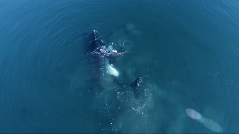 Familie-Der-Südlichen-Glattwale,-Die-Im-Sommer-Auf-Dem-Patagonischen-Meer-Schwimmen-Und-Spielen