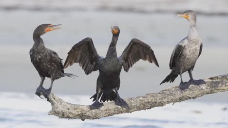 three-cormorants-crowded-together-perched-on-beach-log-branch-in-slow-motion