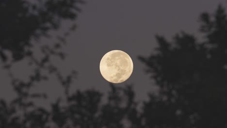 Vollmond-Am-Nachthimmel-Mit-Baumblättern-Silhouette
