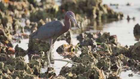 little-blue-heron-looking-for-food-during-low-tide-in-fossilized-reef-in-slow-motion
