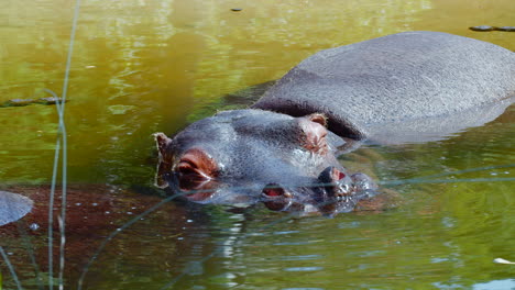 Nahaufnahme-Eines-Flusspferds,-Das-Im-Sumpf-Schläft
