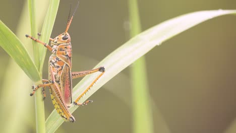 southeastern-lubber-grasshopper-vertically-among-sawgrass