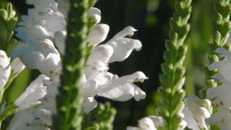 Sunlight-Shining-Over-The-Physostegia-Virginiana---Crystal-Peak-White-Obedient-Flower-With-Honey-Bee-In-The-Garden