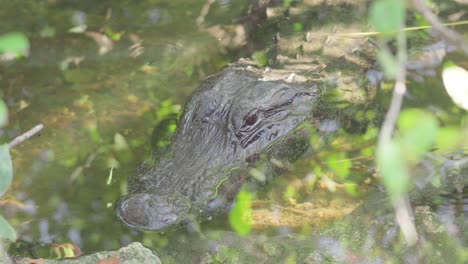 Alligatorkopf-Ruht-Hautnah-Im-Wasser-Mit-Kleinen-Fischen,-Die-Um-Ihn-Herum-Schwimmen