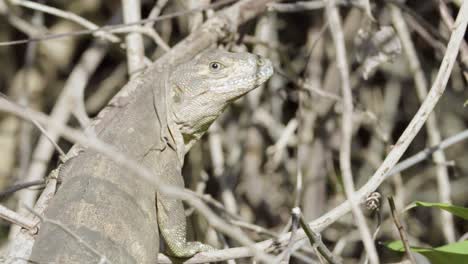 brown-iguana-resting-on-branches-while-looking-back-in-slow-motion