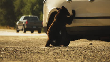 Lost-Bear-Cub-Wandering-by-Cars-on-California-Highway