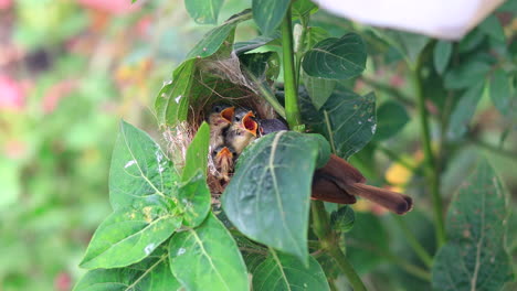 Ashy-Wren-Warbler-Füttert-Junge-Hungrige-Jungvögel-Im-Nest-Auf-Einem-Ast