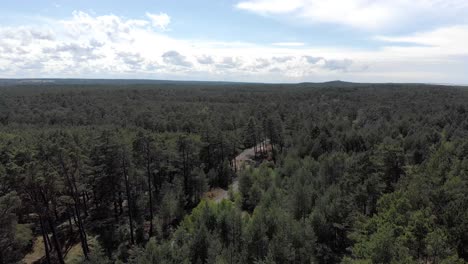 Aerial-view-of-serene-pine-forest-on-summer-day