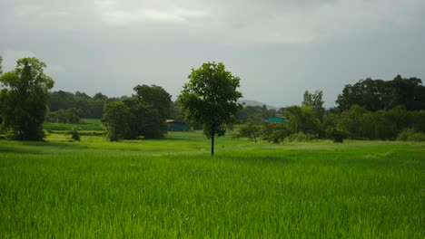 lonely-tree-in-farm-rice-field-wide-shot-alone
