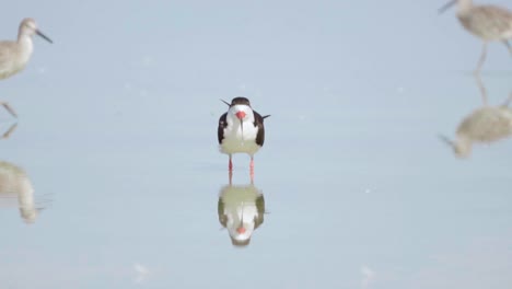black-skimmer-with-reflection-in-shallow-shore-water-while-sandpipers-walk-in-the-background