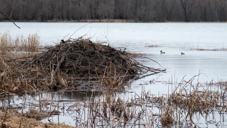 Beaver-Lodge-With-Ducks-In-The-Background