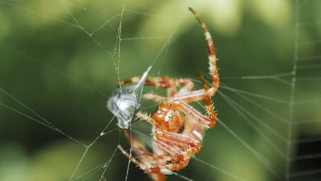 European-Garden-Spider-On-Web-Wrapping-Its-Prey