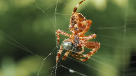 European-Garden-Spider-Caught-An-Insect-While-Clinging-On-The-Silky-Spiderweb---close-up