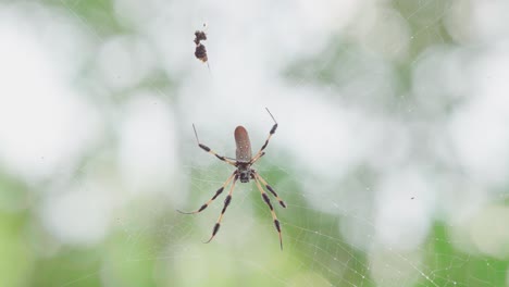 Araña-De-Seda-Dorada-De-Cerca-Con-Un-Insecto-Atrapado-En-La-Web